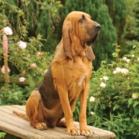 Picture of Bloodhound looking proud