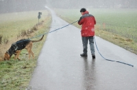 Picture of Bloodhound on long lead