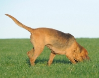 Picture of Bloodhound picking up scent in field