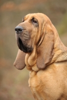 Picture of Bloodhound portrait
