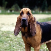 Picture of bloodhound portrait