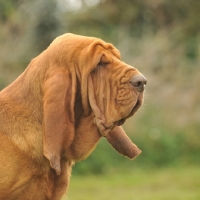 Picture of Bloodhound profile