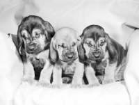 Picture of bloodhound puppies from barsheen kennels, in a chair