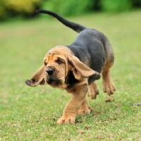 Picture of Bloodhound puppy