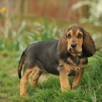 Picture of Bloodhound puppy