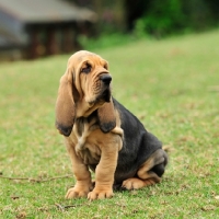 Picture of Bloodhound puppy