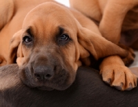 Picture of Bloodhound puppy