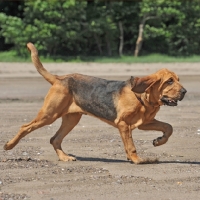 Picture of bloodhound running on beach, full body
