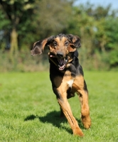 Picture of Bloodhound running