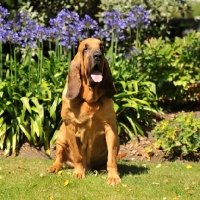 Picture of bloodhound sat in garden of flowers