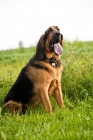 Picture of Bloodhound sitting with tongue hanging out in grassy field