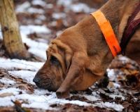 Picture of Bloodhound smelling