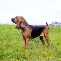 Picture of bloodhound standing in a field