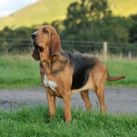Picture of bloodhound standing in grass, full body
