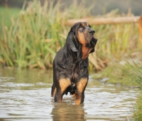 Picture of Bloodhound standing in water
