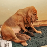 Picture of Bloodhound suckling puppies