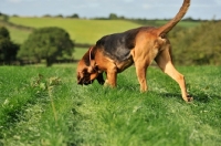 Picture of bloodhound tracking across a field in summer