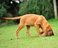 Picture of bloodhound tracking trailing hunting working