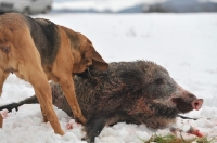 Picture of Bloodhound with European Wild Boar
