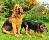 Picture of Bloodhound with young