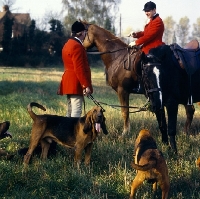 Picture of bloodhounds and horses at meet of windsor forest bloodhounds 