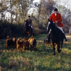 Picture of bloodhounds and horses at meet of windsor forest bloodhound pack