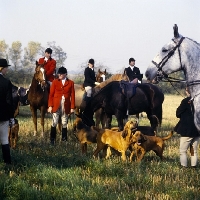Picture of bloodhounds and horses at meet of windsor forest bloodhound pack