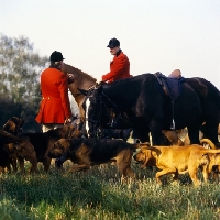 Picture of bloodhounds and horses at meet of windsor forest bloodhound pack