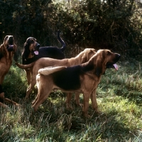 Picture of bloodhounds in pack at a meet