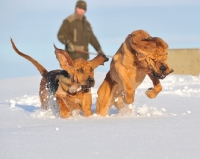 Picture of Bloodhounds running in snow