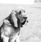 Picture of bloodhound