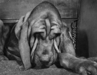 Picture of Bloodhound