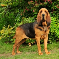 Picture of Bloodhound