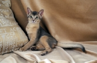 Picture of blue abyssinian cat lying on sheets