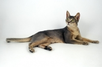 Picture of blue abyssinian cat lying on white background