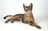 Picture of blue abyssinian cat on white background