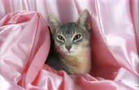 Picture of blue abyssinian hiding in pink satin
