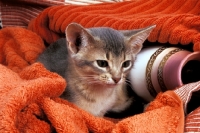 Picture of blue abyssinian kitten between towels