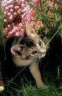 Picture of blue Abyssinian kitten biting grass