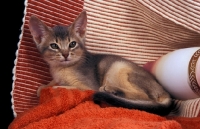Picture of blue abyssinian kitten lying on a towel