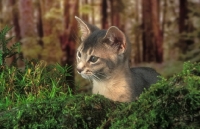 Picture of blue Abyssinian kitten near moss