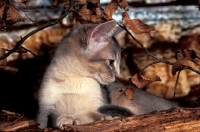 Picture of blue abyssinian kitten near wood