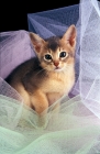 Picture of blue Abyssinian kitten