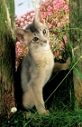 Picture of blue Abyssinian kitten
