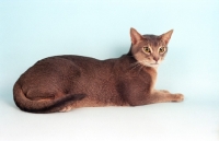 Picture of blue Abyssinian lying on blue background