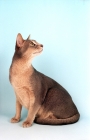 Picture of blue Abyssinian on blue background, looking up