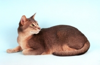 Picture of blue Abyssinian on blue background, lying down