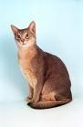Picture of blue Abyssinian on blue background