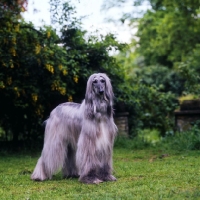 Picture of blue afghan hound, 11 years old