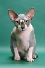 Picture of Blue & White Sphynx, front view